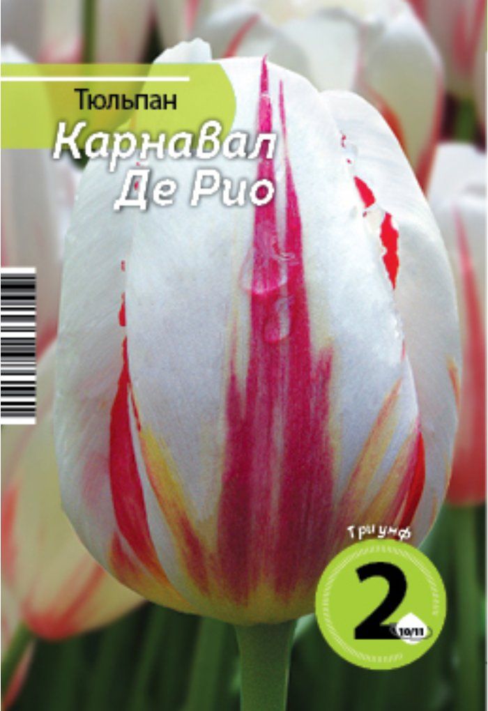 Тюльпан карнавал де рио. Тюльпан Триумф Carnaval de Rio. Тюльпан карнавал де найс. Тюльпан карнавал де Ницца. Тюльпан карнавал де НИС.